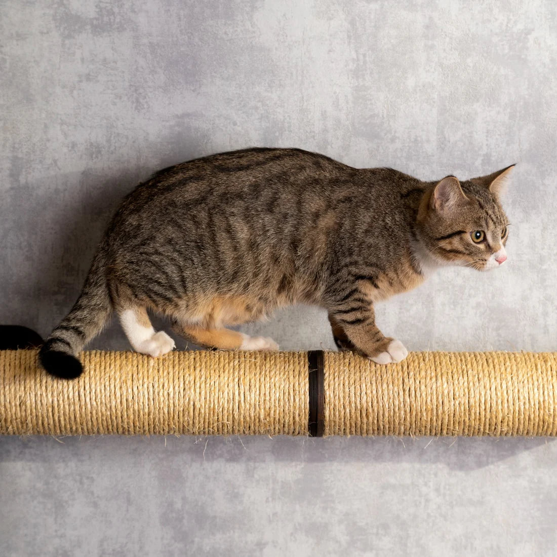 durable-cat-sisal-steps-for-scratching