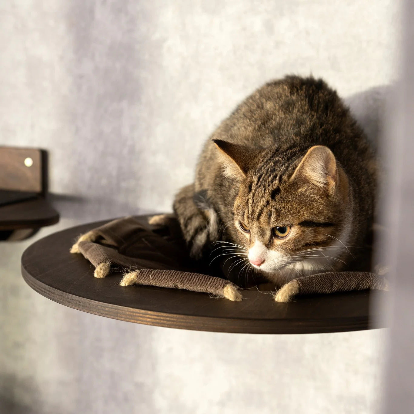 luxurious-cat-tree-with-hammock-shelves