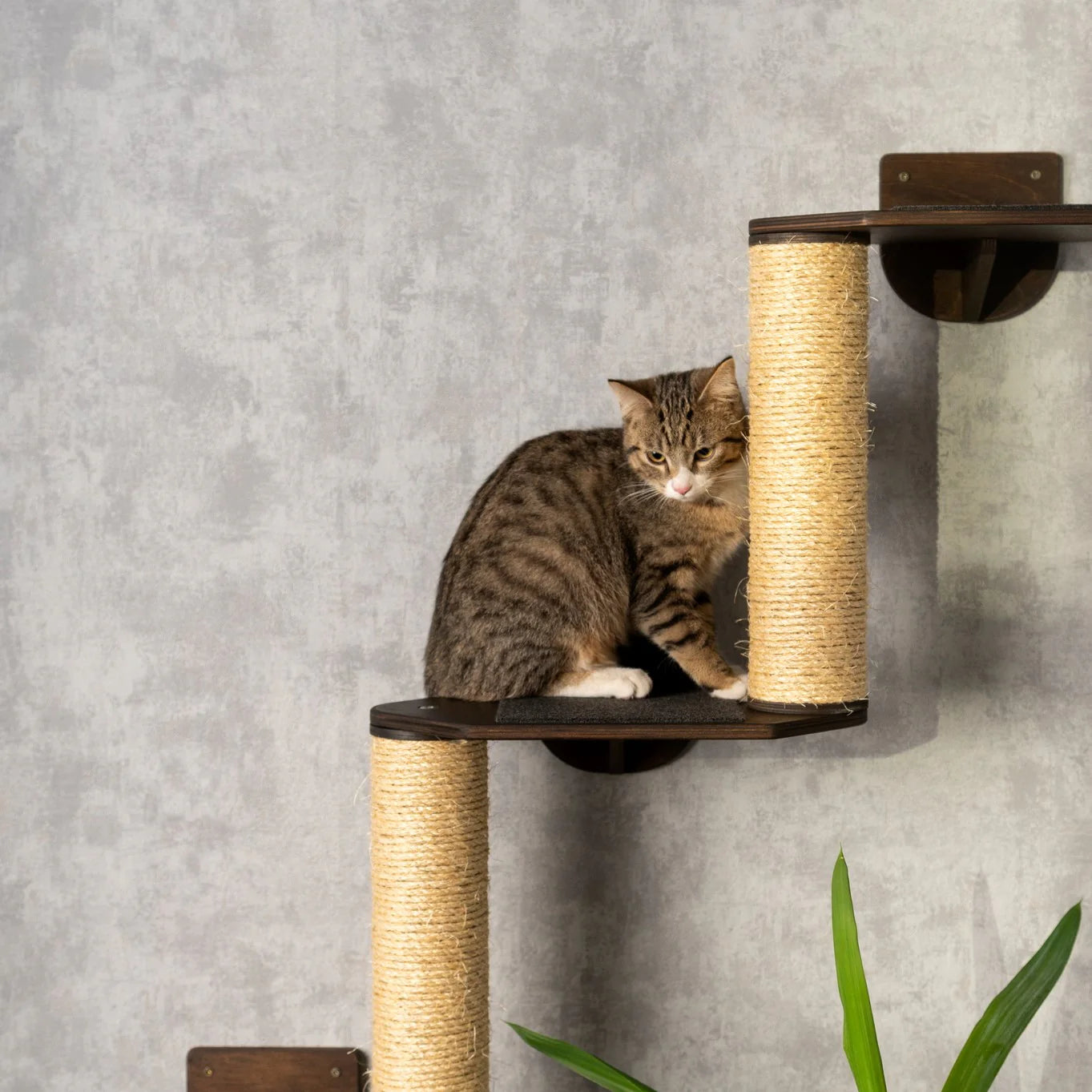 luxurious-cat-tree-with-hammock-shelves