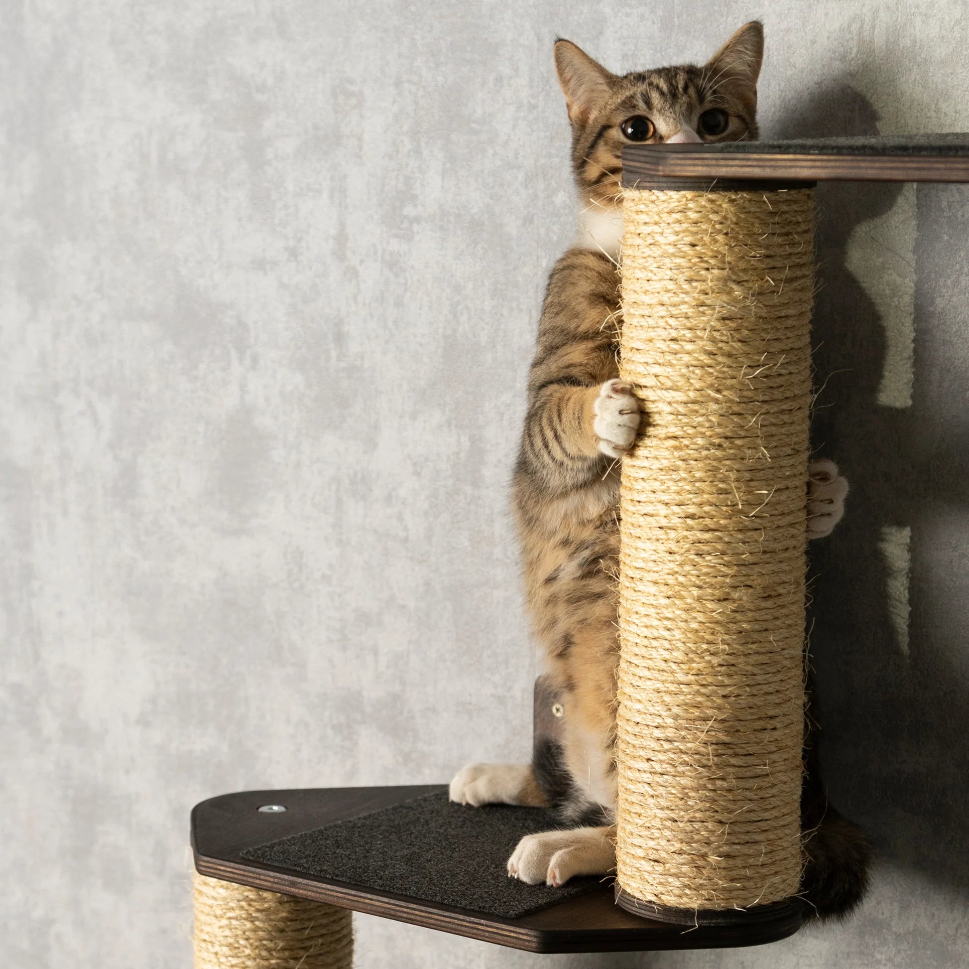 luxurious-cat-tree-with-hammock-shelves