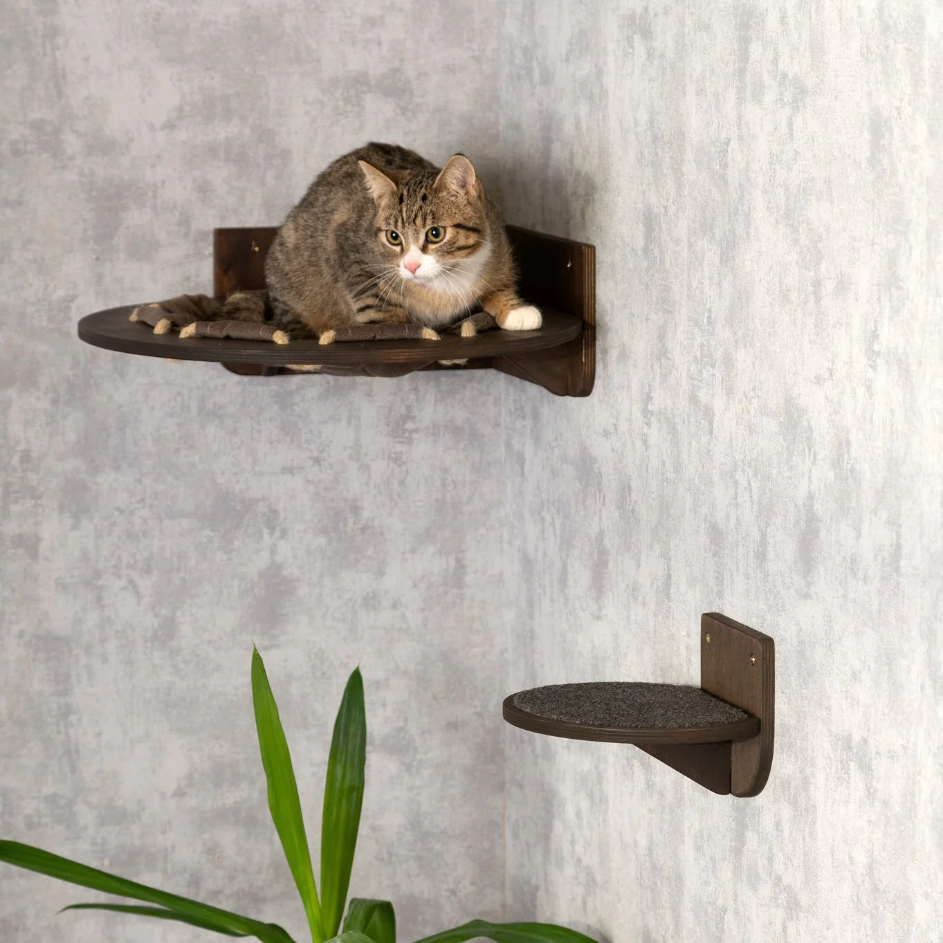 ultimate-cat-haven-round-hammock-steps