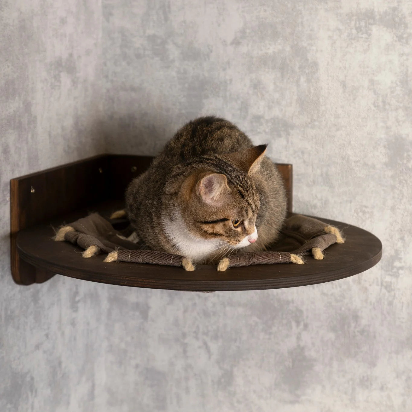ultimate-cat-haven-round-hammock-steps