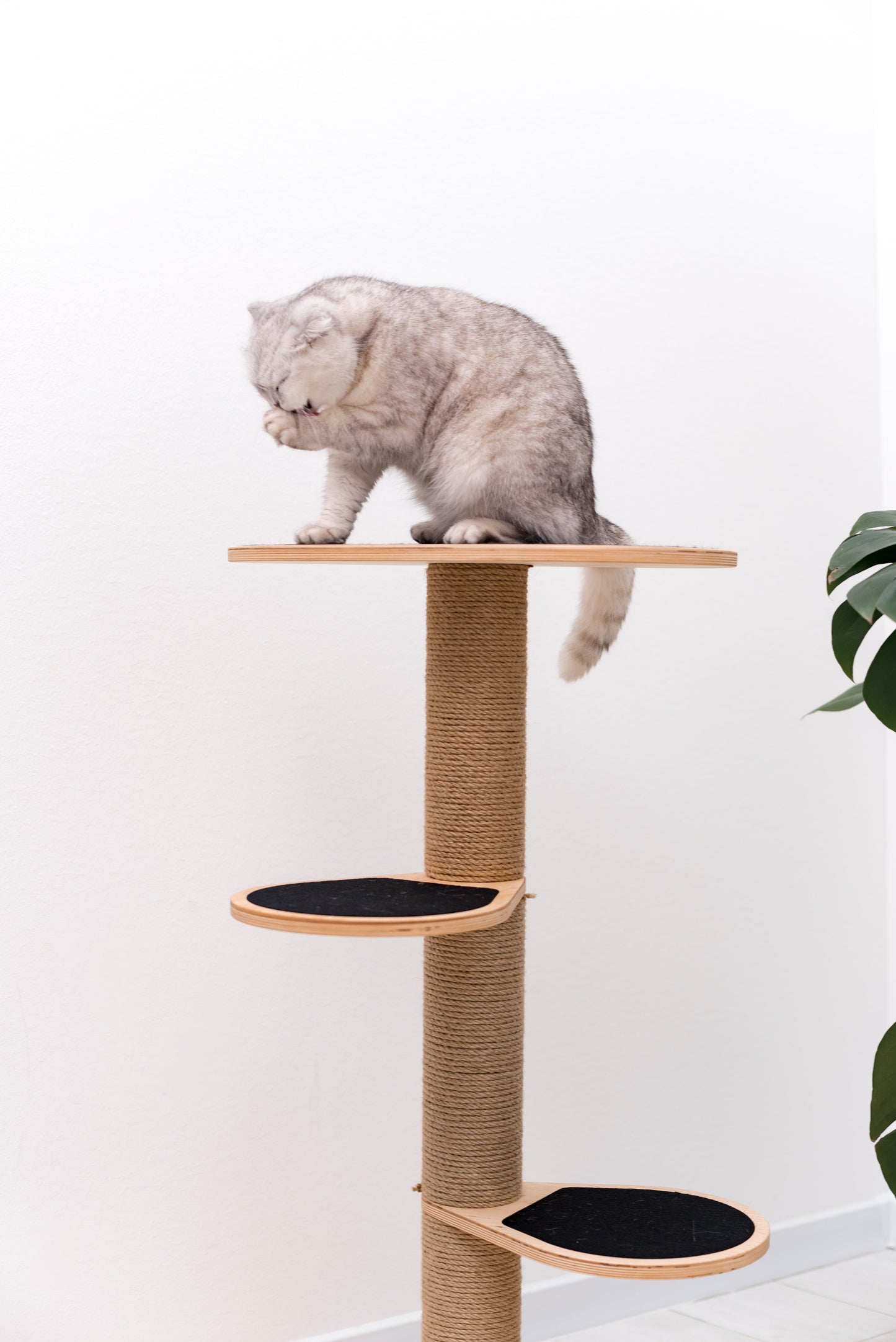 cat-on-cat-tree