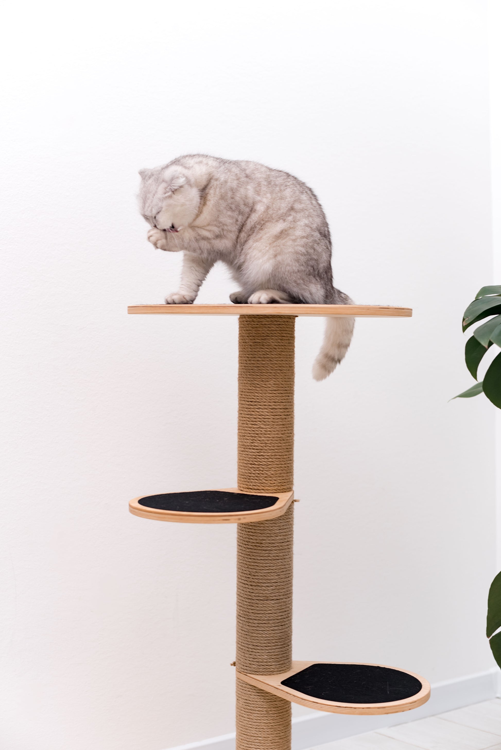 cat-on-cat-tree