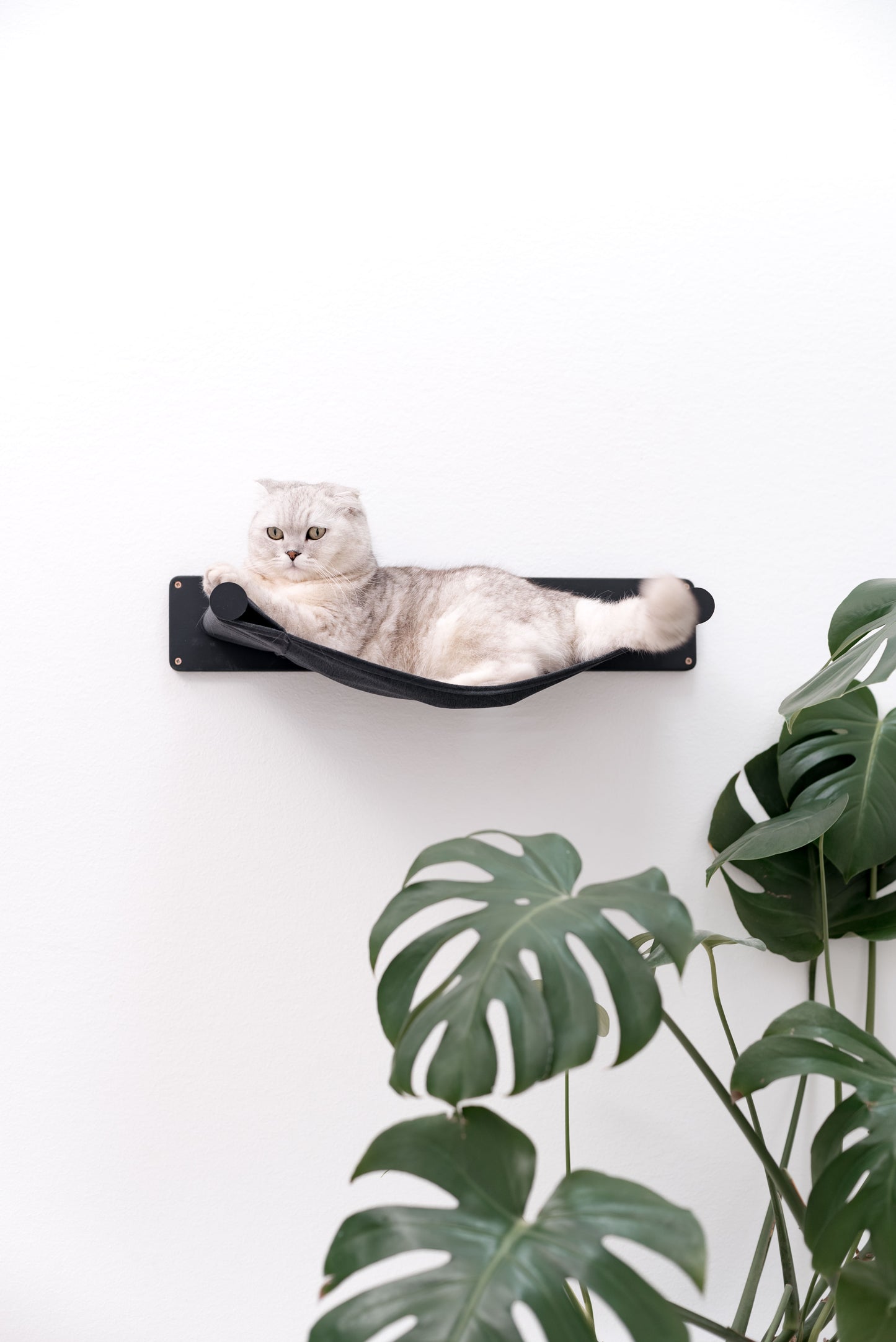 cute-cat-in-hammock