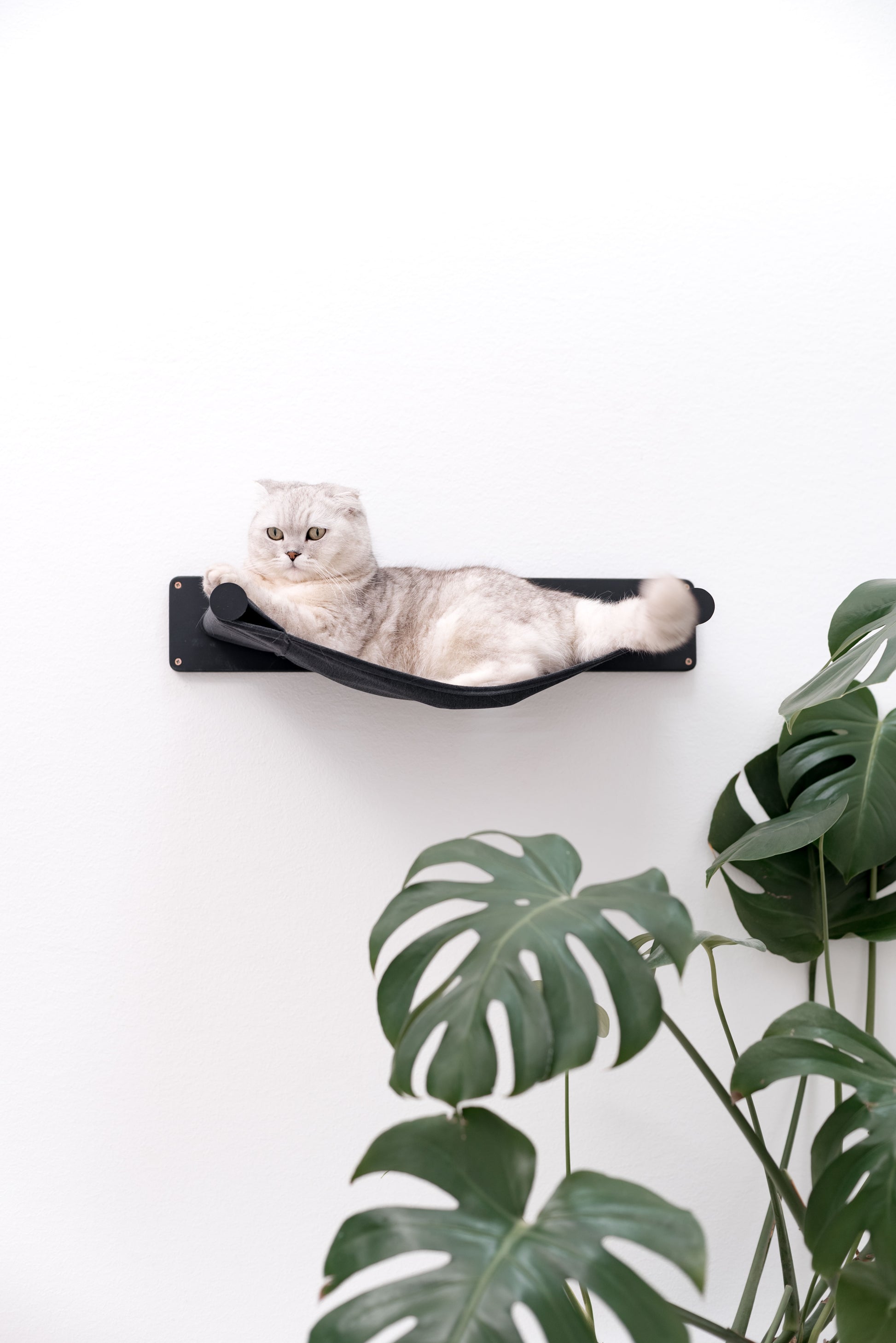 cute-cat-in-hammock