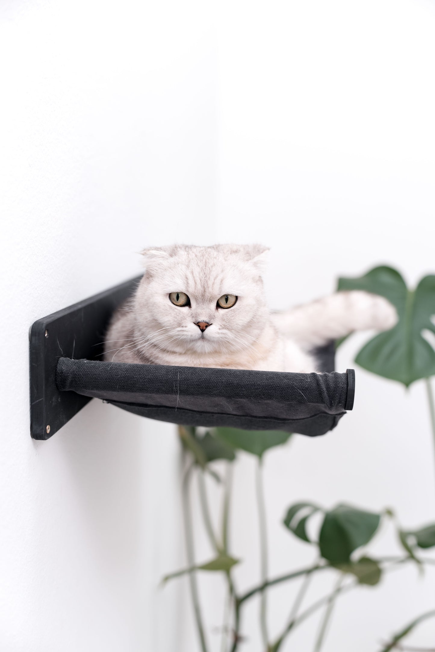 cute-cat-wall-mount