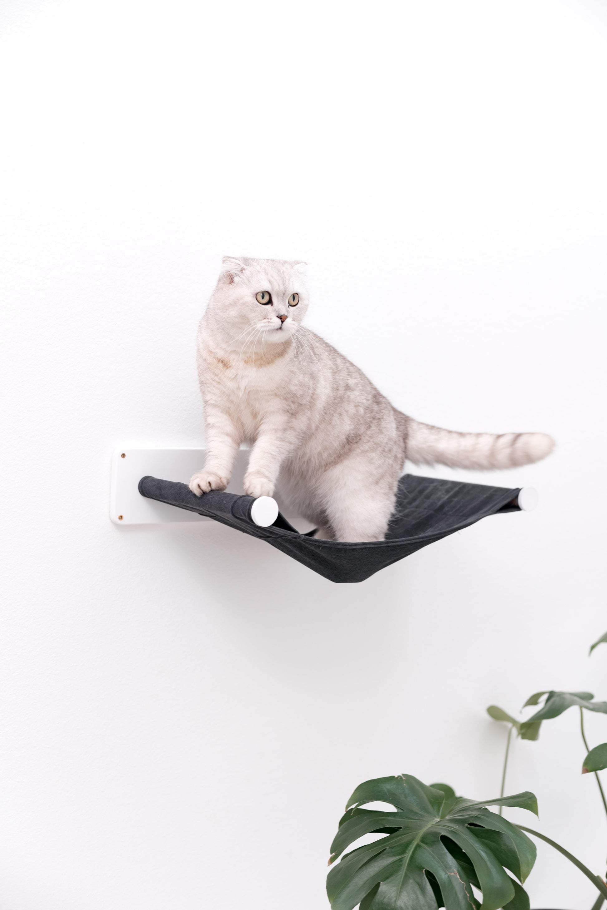 hammock-for-cats