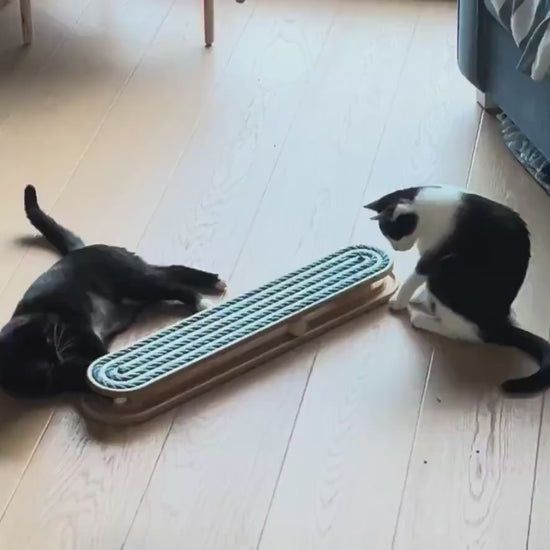 Cats_Playing_With_Floor_Sisal
