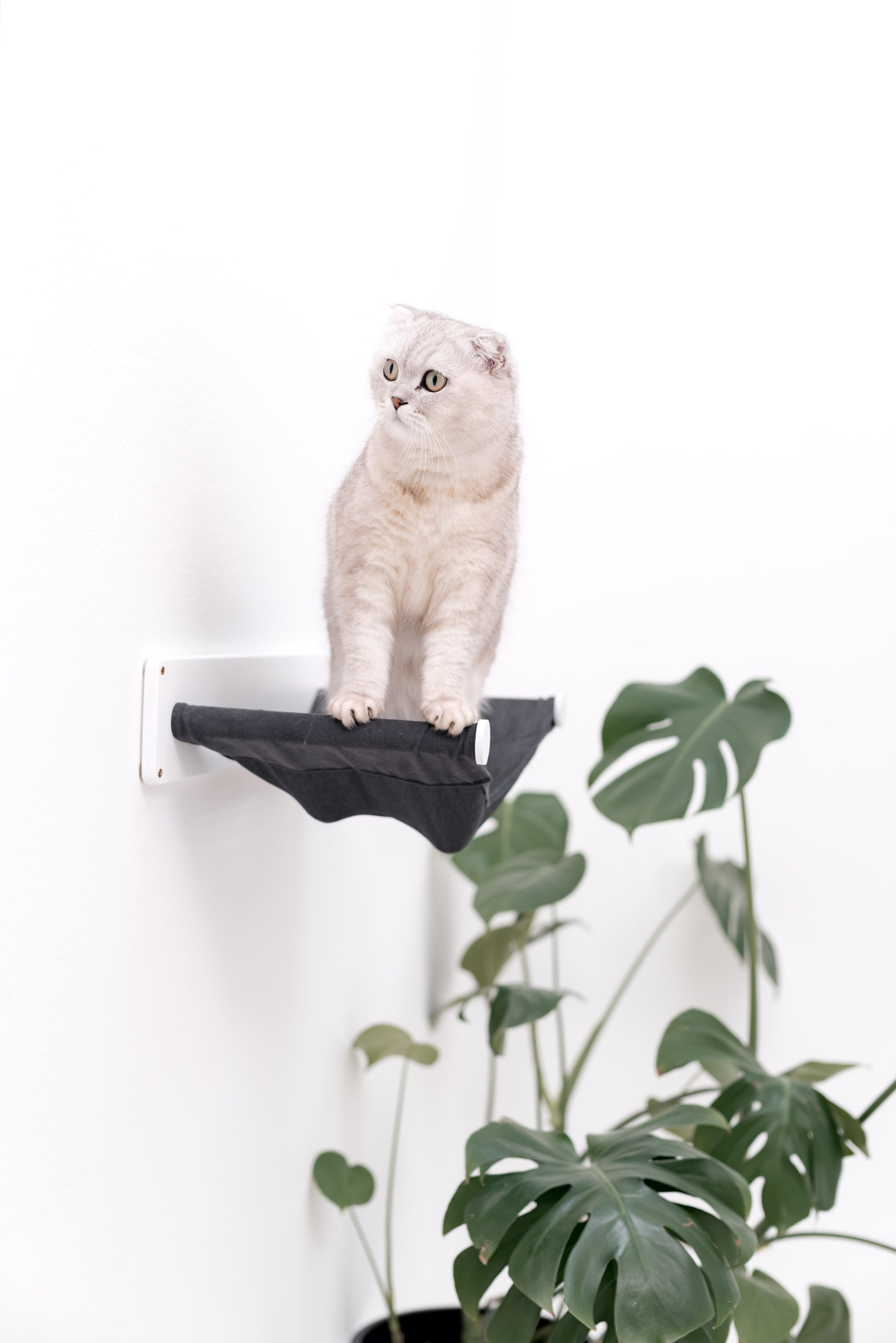 short-eared-cat-hammock