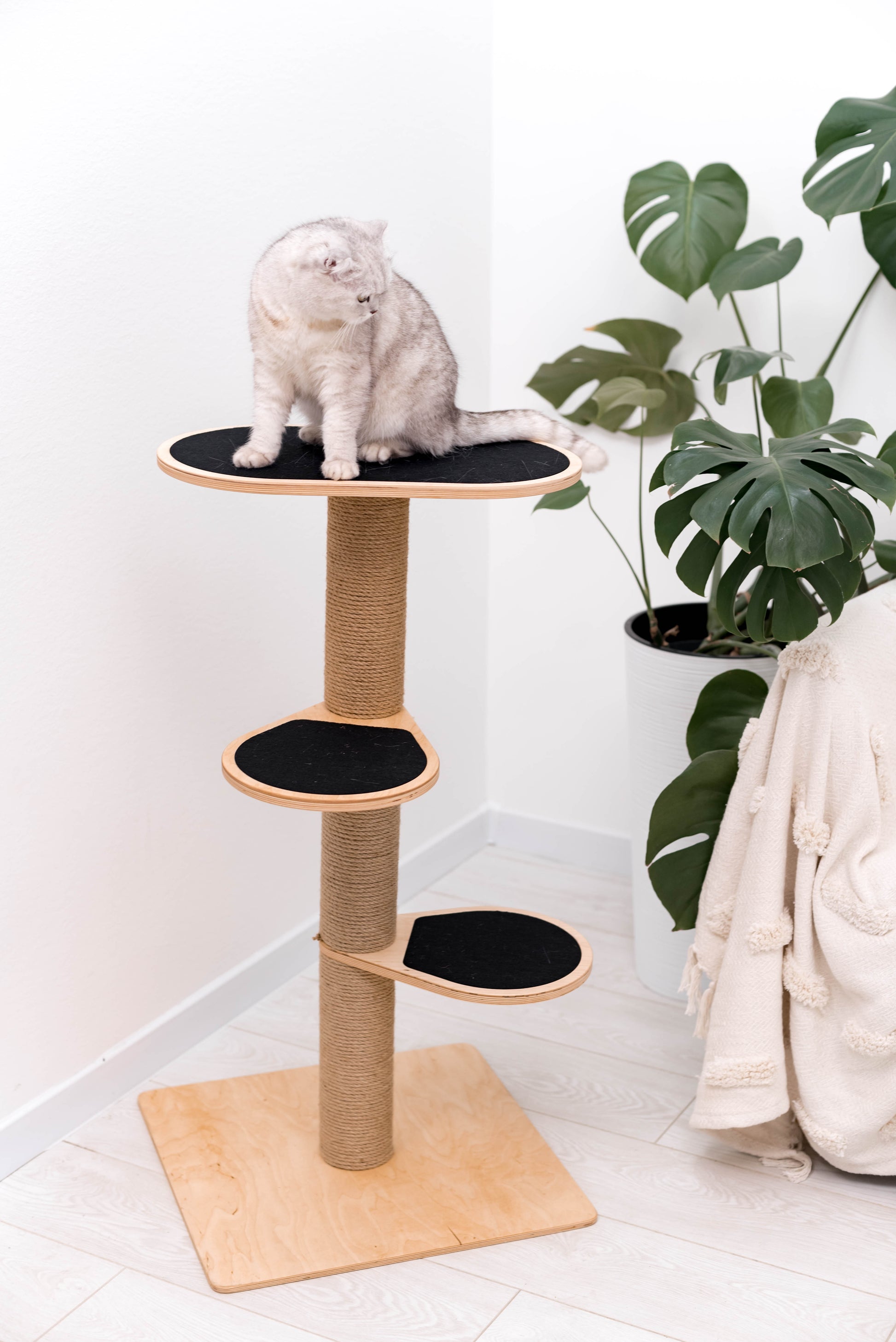 short-eared-cat